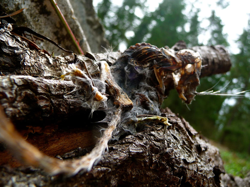 Rodent Rot Series - Fear of Heights by GreenAnomaly on DeviantArt