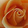 .another rose.