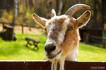 Goat by e2micha