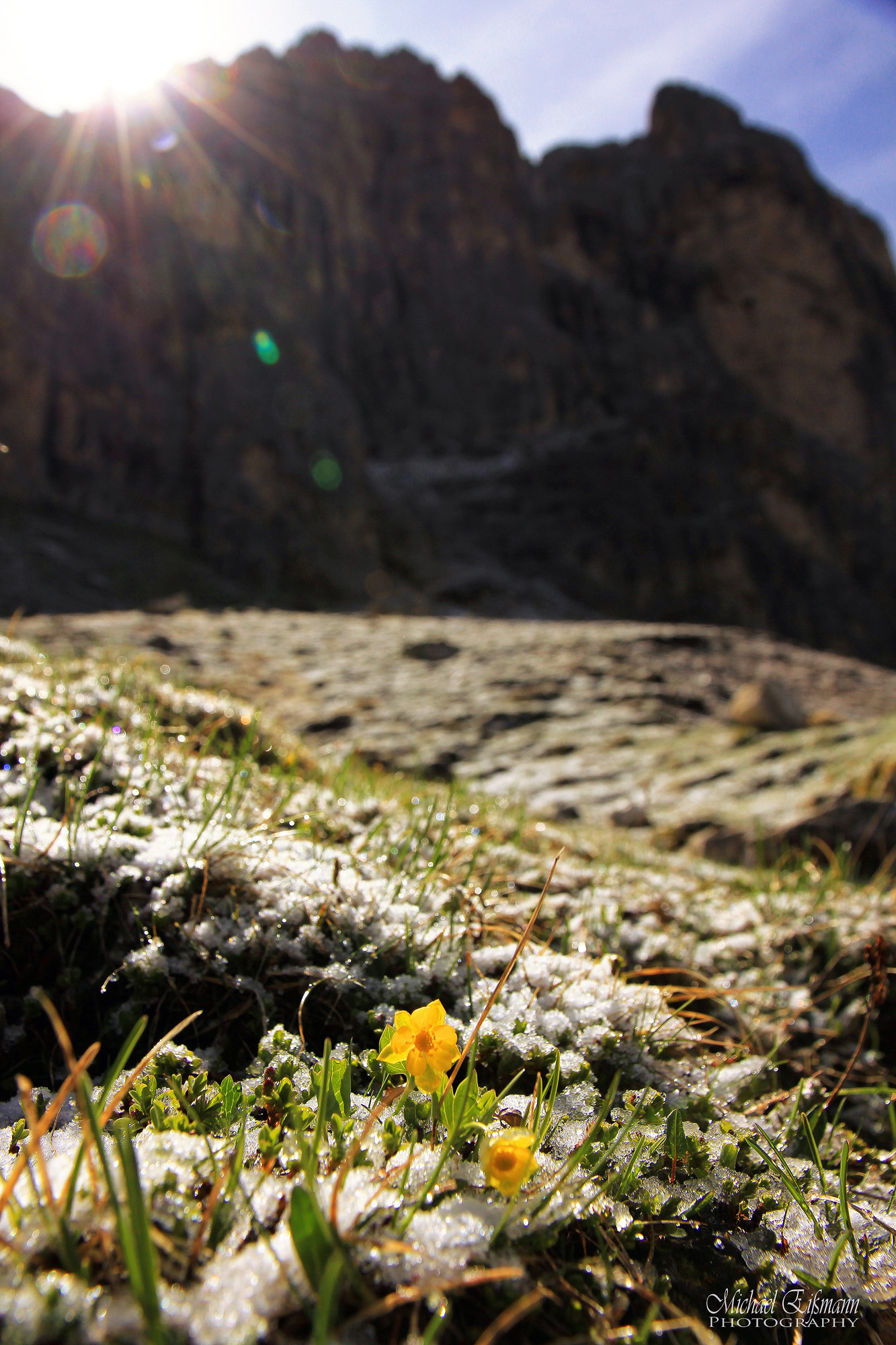 Flower in the snow