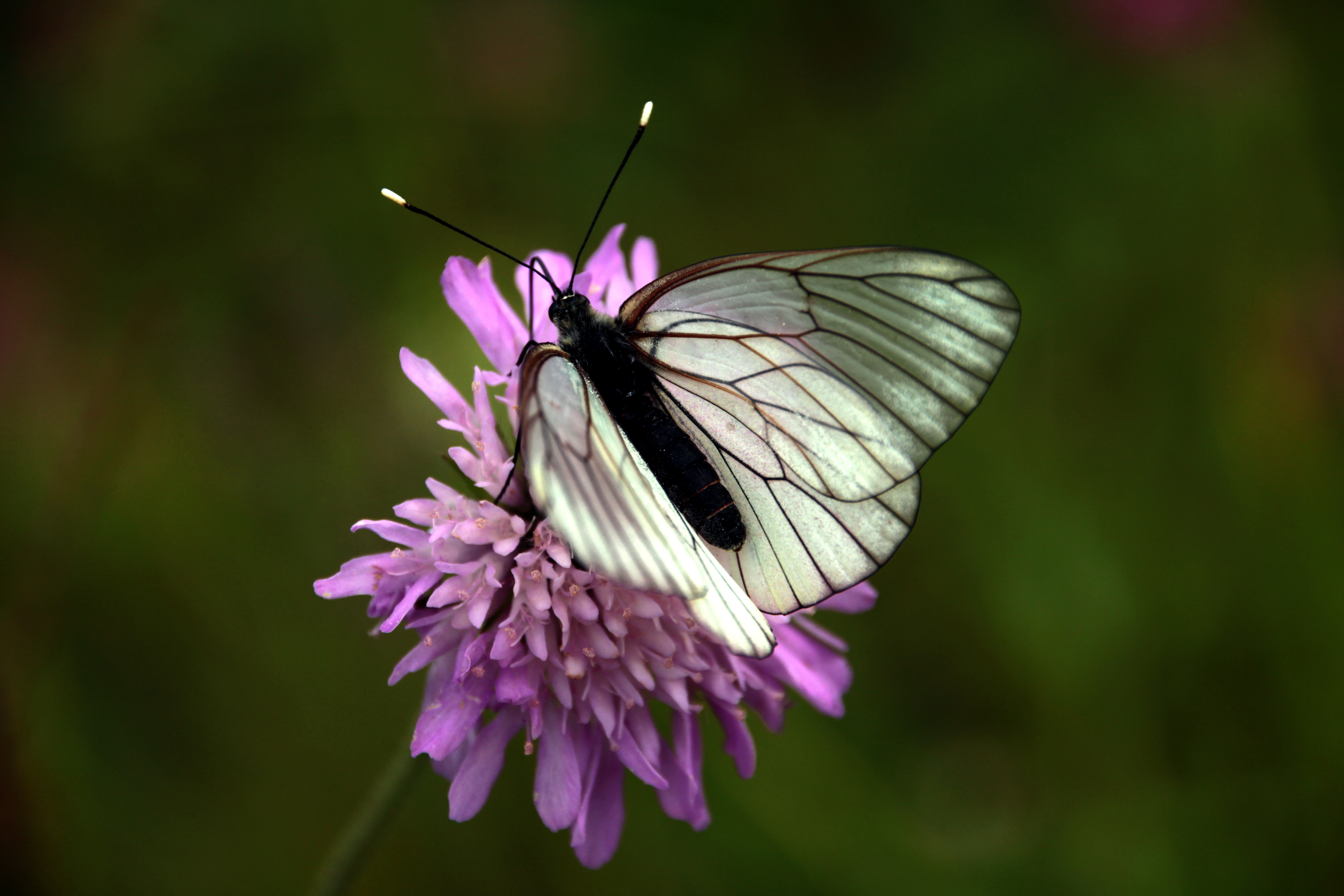 Papilio2