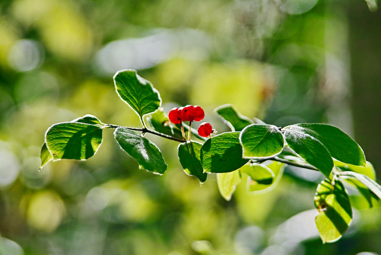 Ramo by tortagel on DeviantArt