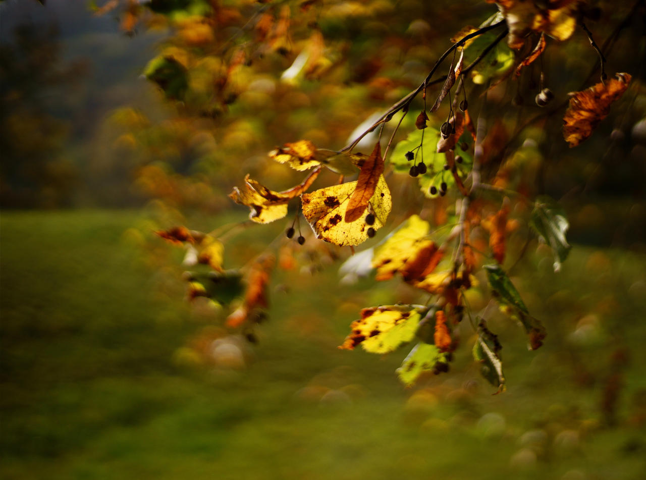 Autumn Wind by tortagel on DeviantArt