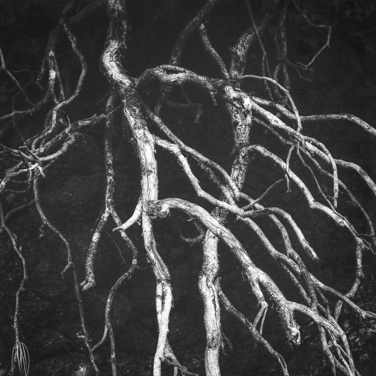 Roots by tortagel on DeviantArt