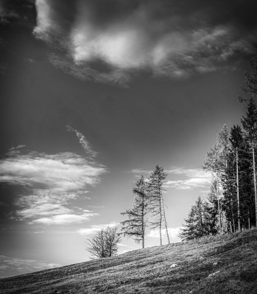 Running Trees by tortagel on DeviantArt
