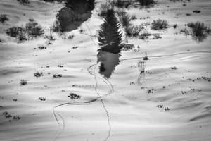 Traces