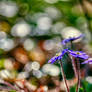 Sole Di Marzo