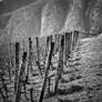 Tensione