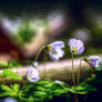 Cercatori Di Luce