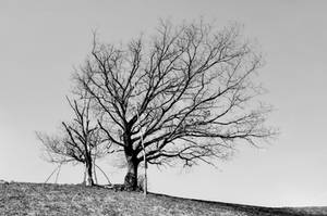 Studio Di Albero 41