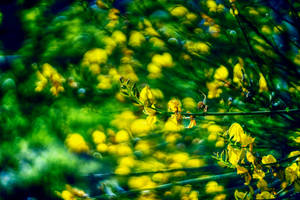 Ginestre