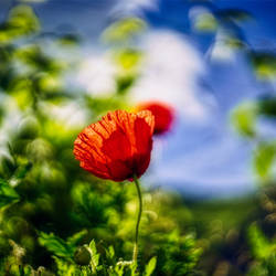 Pensiero Rosso 15