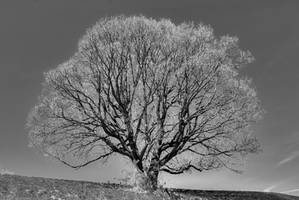 Studio Di Albero 42