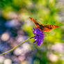 Papilio 10