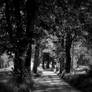 Mattino Monocromatico