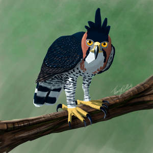 Ornate Hawk-Eagle