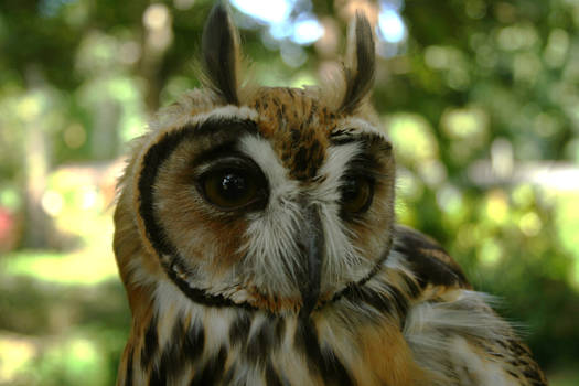 Dumbo - Striped Owl