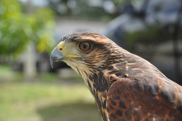 Sky - Harris hawk