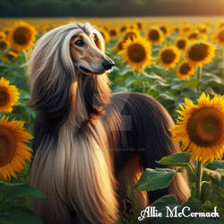 Sunflowers 5
