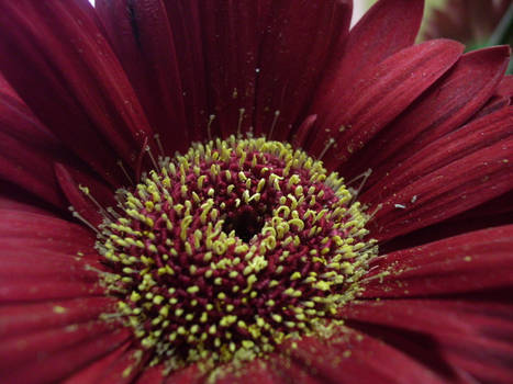 flower macro 2