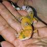 MY GECKO CHA-CHA