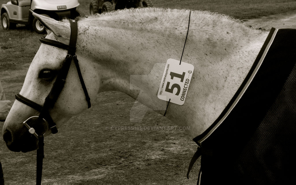 Number 51 Racing Number Number 51 .. by Cypress185 on DeviantArt