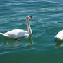 Swans de Geneve