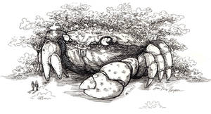 The Old Growth Crab