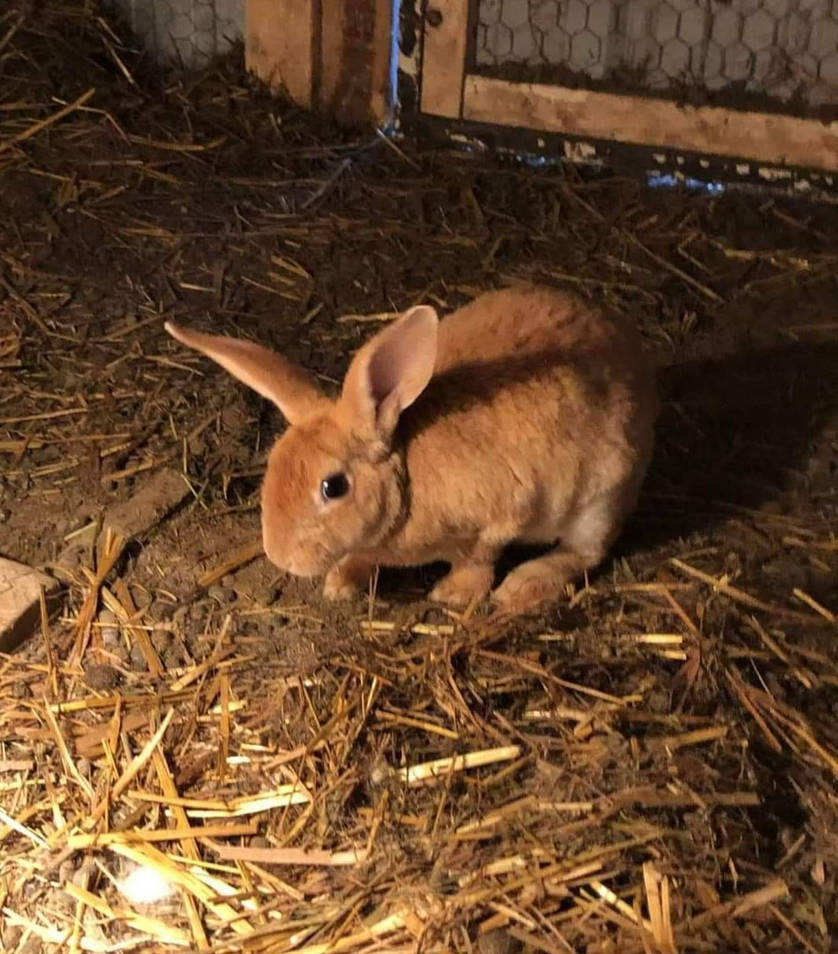 Male Rex Rabbit Another rex rabbit male by GreatWhitewolfspirit on DeviantArt