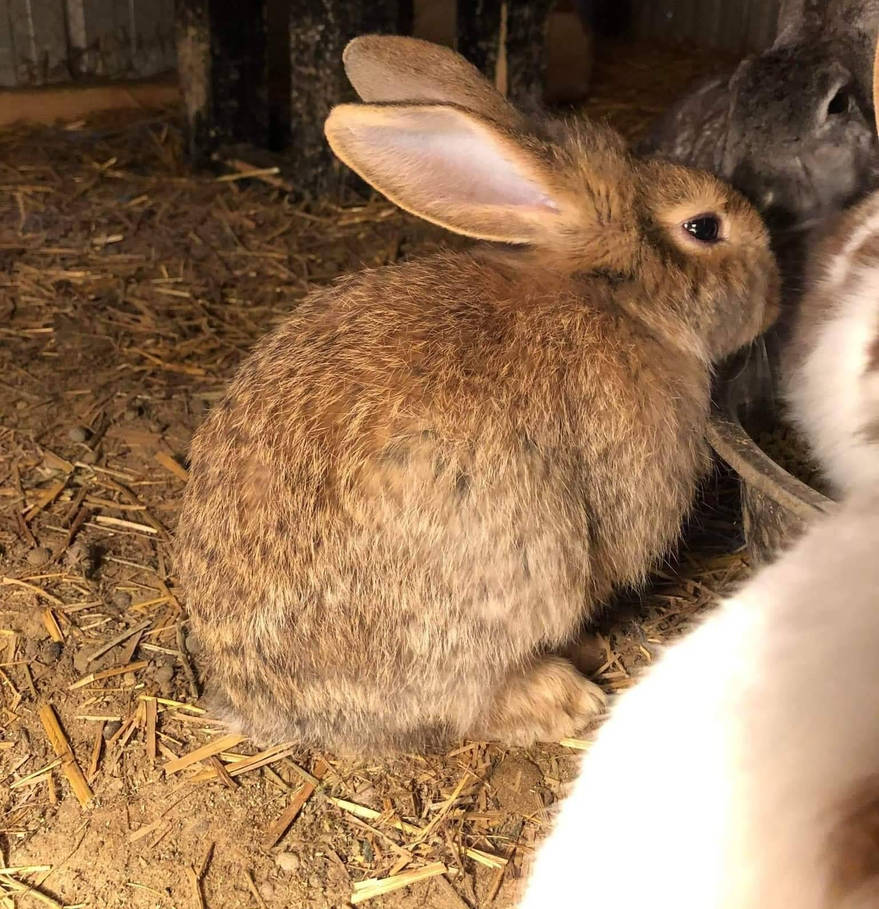 Bear Mix Rabbit Mix breed rabbit male by GreatWhitewolfspirit on DeviantArt