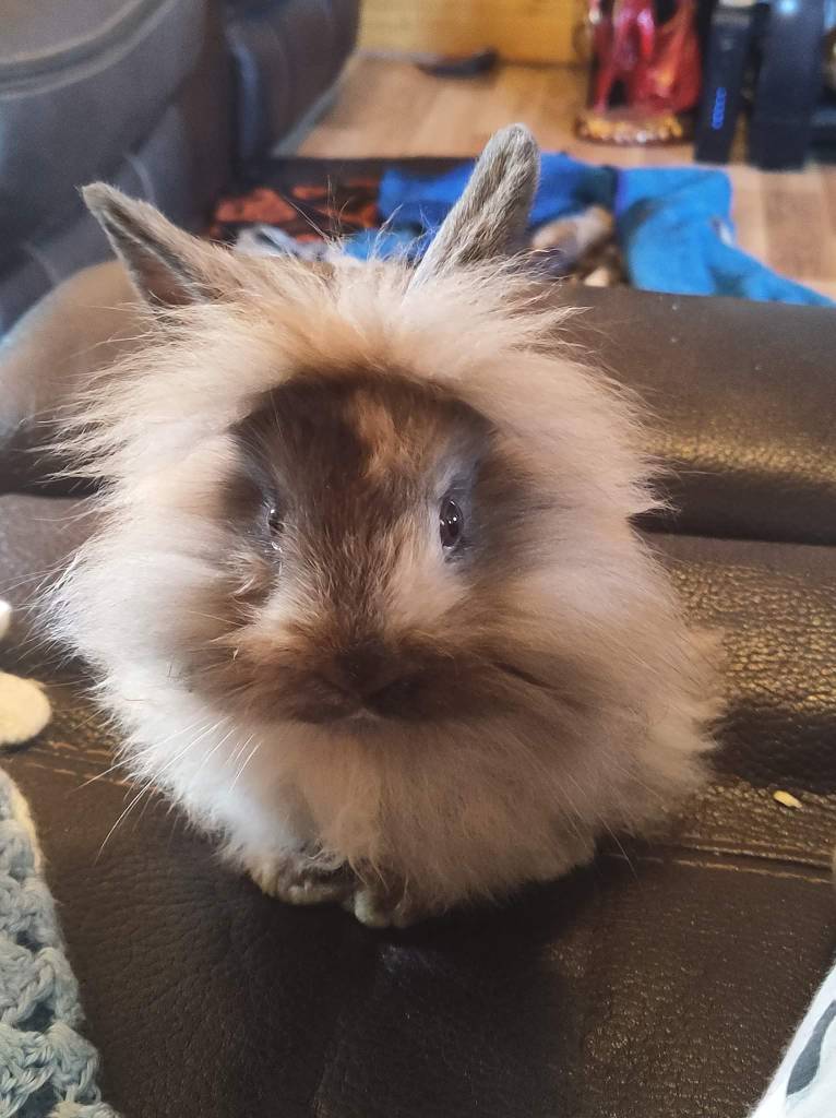 My baby girl peanut lionhead rabbit by GreatWhitewolfspirit on DeviantArt