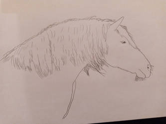 Another horse sketch 