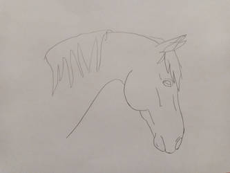 Horse sketch 