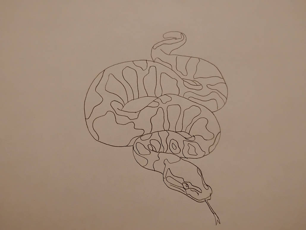 Ball python sketch by GreatWhitewolfspirit on DeviantArt