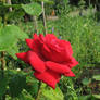 Stock: Flower - Red rose