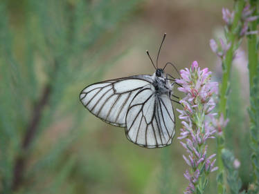 Stock: White butterfly