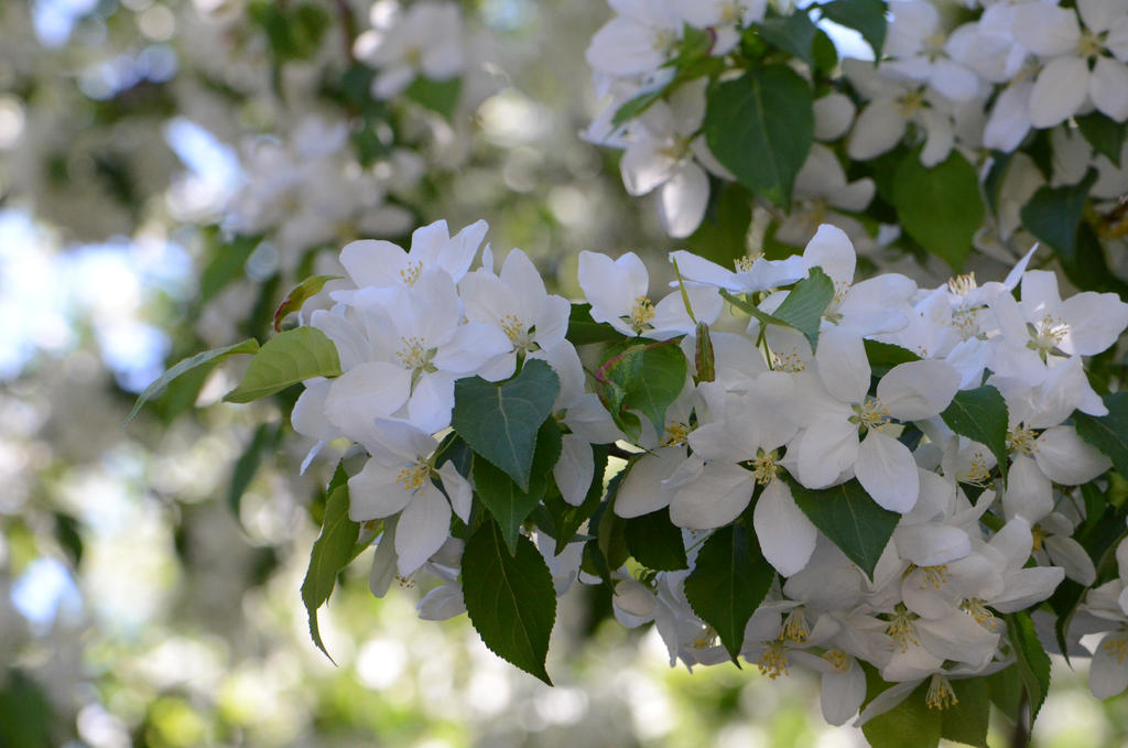 Stock: Apple-tree Blossoms 1