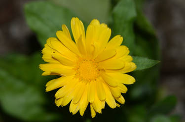 Stock: Yellow Flower