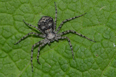 Stock: Little spider