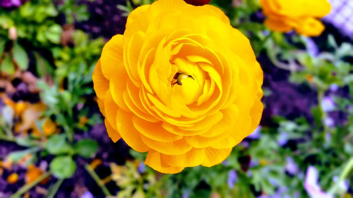 Flor Ranunculus FLOR AMARILLA RANUNCULO / Ranunculus asiaticus by BrendaCostantini on ...