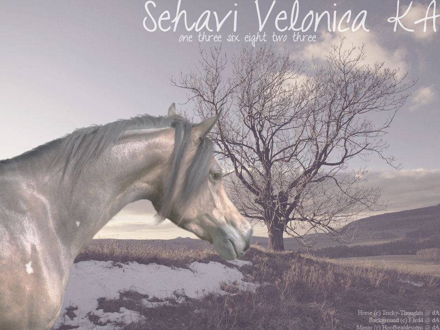 Sehavi Velonica -redo-