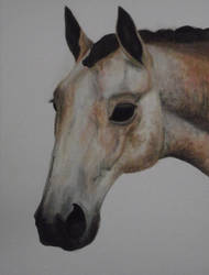 Horse Portrait