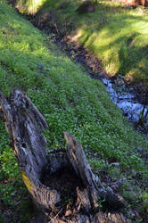 Old Stump with Green