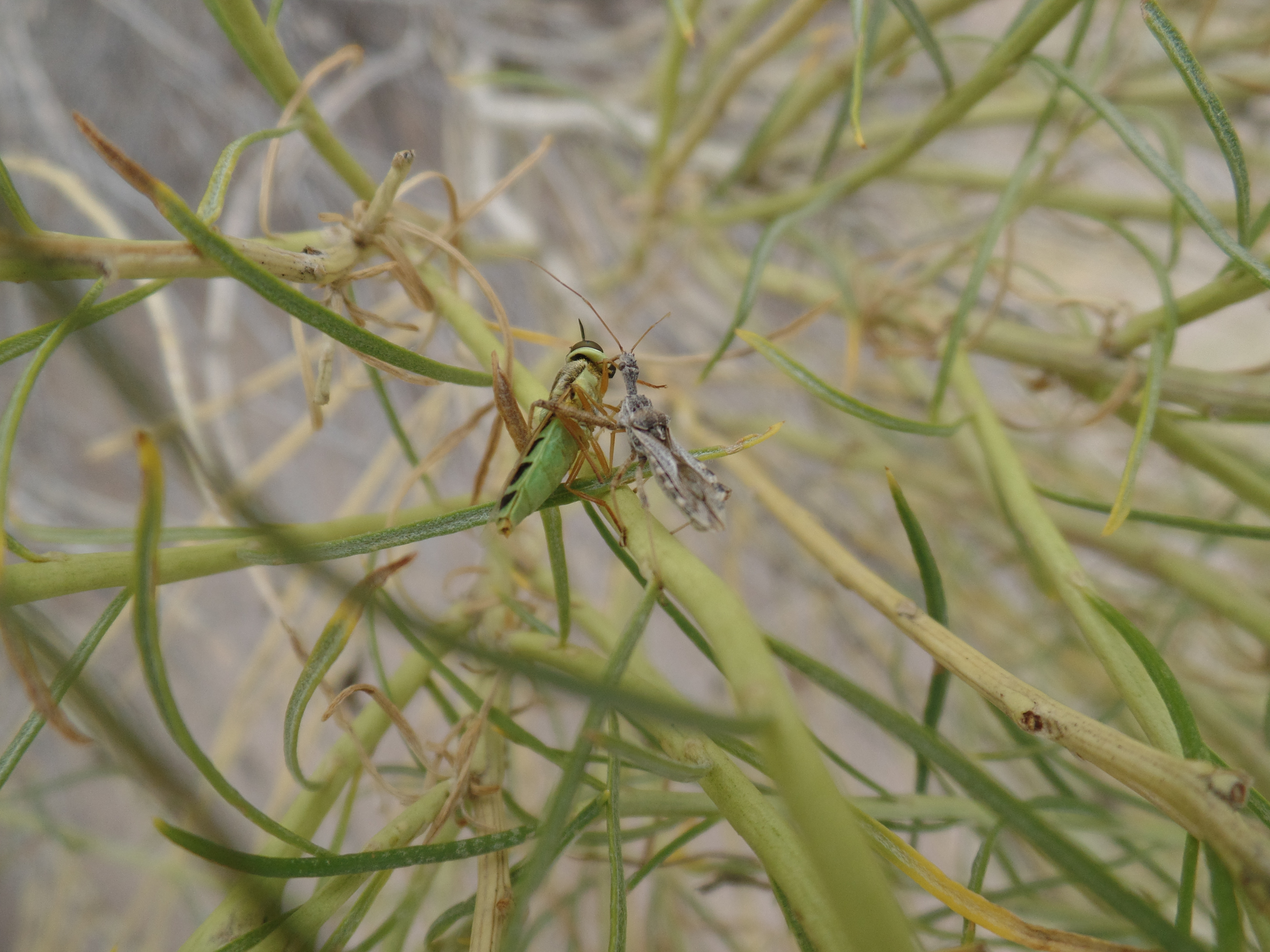 Bringin' Home the... Hymenopteran