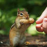 Hungry Chippy