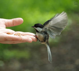 Chickadee