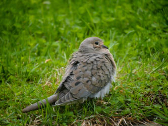 Flustered Dove