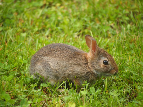 Baby Bunny