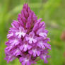 Pyramidal Orchid