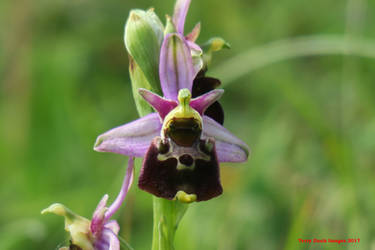 Late Spider-orchid